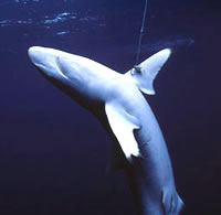 Silky shark caught by the fin on an illegal longline hook. / ©: Cat HOLLOWAY / ©: Cat HOLLOWAY
