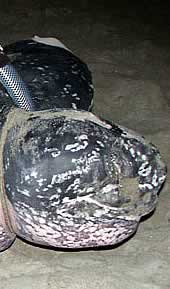 The leatherback turtle named Shelldon. Click to view an enlarged picture. / &copy;: WWF-Canon / Carlos Drews