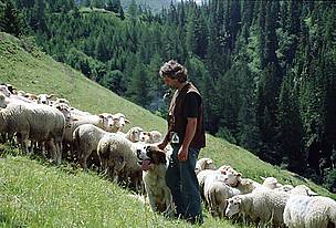 Shepherd and floc / ©: A. Weissen, European Alpine Programme / ©: A. Weissen, European Alpine Programme