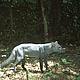 Short eared dog (Atelocynus microtis), one of the two species of dogs occurring in Yasuni. It is a rare animal, very difficult so see. © Santiago Espinosa