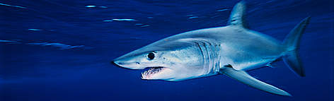 A Shortfin mako shark (Isurus oxyrinchus) off the coast of California, United States. / ©: Brian J. Skerry / National Geographic Stock / WWF rel=