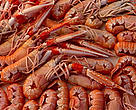 Bottom trawling for Norwegian lobster and other crustaceans is devastating the sea floor and the marine environment.