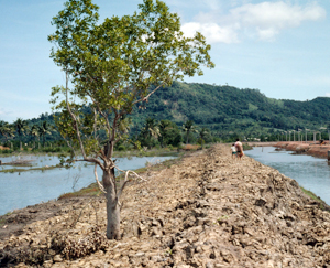Mangrove destruction for shrimp farming in Thailand. / ©: WWF-Canon / Hartmut JUNGIUS Mangrove destruction for shrimp farming in Thailand. / ©: WWF-Canon / Hartmut JUNGIUS