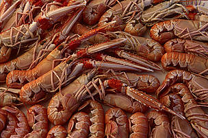 Langoustines (aka Norway lobsters, Dublin Bay lobsters, or Scottish prawns) sustainably caught by ... / ©: Edward Parker/WWF-Canon / ©: Edward Parker/WWF-Canon