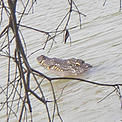 Siamese crocodile (Crocodylus siamensis) / &copy;: WWF Greater Mekong