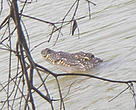 Siamese crocodile (Crocodylus siamensis)