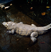  / &copy;: WWF-Canon / Gerald S. CUBITT