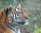Siberian tiger, Russia.
