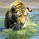 &copy; David Lawson / WWF-UK