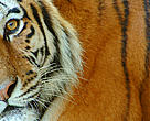 Siberian tiger (<i>Panthera tigris altaica</i>).