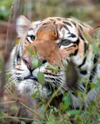Amur or Siberian tiger (Panthera tigris altaica). / ©: WWF-Canon / Vladimir FILONOV / ©: WWF-Canon / Vladimir FILONOV