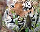 Amur or Siberian tiger (<i>Panthera tigris altaica</i>).