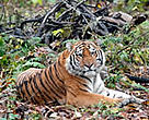 The Siberian tiger is one of several endangered species living in China's Heilongjiang province.
