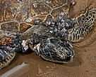 Turtle with debilitating fibropapilloma virus.