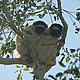 &copy; WWF / Shirley Jaarsma