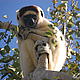 Sifaka © WWF / Teo Lopez Bernal