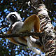 Diademed sifaka, Andasibe National Park, madagascar © WWF Madagascar / Martina Lippuner