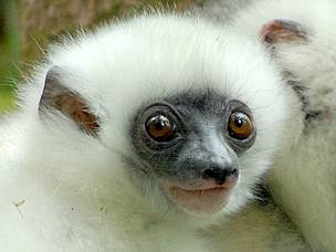 The critically endangered silky sifaka or silky simpona (Propithecus candidus), a lemur species ... / ©: Jeff Gibbs www.jeffgibbs.org The critically endangered silky sifaka or silky simpona (Propithecus candidus), a lemur species ... / ©: Jeff Gibbs www.jeffgibbs.org