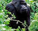 An adult male mountain gorilla in the Virunga Mountains, part of the Albertine Rift Ecoregion; WWF-EARPO