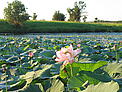 Lotus lake at Ussury floodplain. Dongfanghong Nature Reserve / ©: WWF / Eugene Simonov / ©: WWF / Eugene Simonov