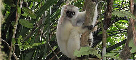 The endemic lemur Simpona fotsy (Silky sifaka). / ©: Lucia Canedo Pouso The endemic lemur Simpona fotsy (<i>Silky sifaka</i>). rel=