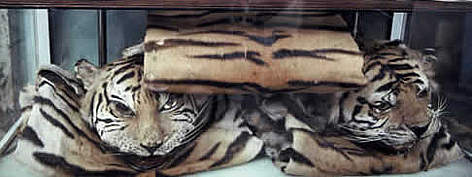 The skins of Indochinese tiger (Panthera tigris corbetti) and other rare cats are openly displayed ... / ©: WWF-Canon / Adam OSWELL The skins of Indochinese tiger (<i>Panthera tigris corbetti</i>) and other rare cats ... rel=
