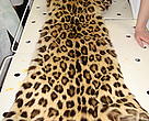 Police are investigating the killing of an Amur Leopard after officers discovered the skin of an adult leopard in a private car
