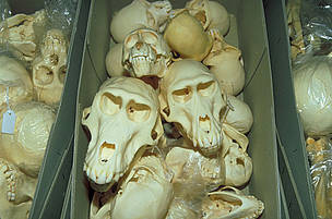 Skulls of Great apes seized at customs.  / &copy;: WWF-Canon / Wil LUIIJF