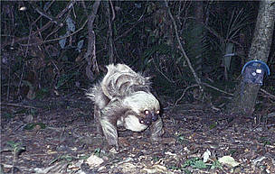 Two-toed sloth (Choloepus didactylus) with its baby. / ©: Santiago Espinosa Two-toed sloth with its baby. / ©: Santiago Espinosa