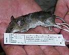 Small mammal survey in Mondulkiri Protected Forest, Cambodia.