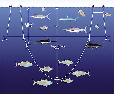Artist's rendition of one deep set basket showing range of bycatch and target species. Bycatch ... / &copy;: Smart Gear / Youngmi Choi