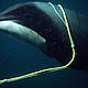 &copy; WWF-Canon / Stephen Dawson