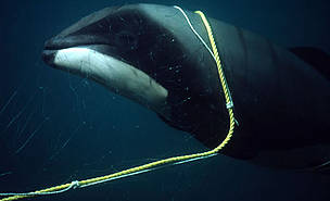Hector's dolphin calf killed in gillnet. Banks Peninsula, New Zealand. / ©: WWF-Canon / Stephen Dawson Hector's dolphin calf killed in gillnet. Banks Peninsula, New Zealand. / ©: WWF-Canon / Stephen Dawson