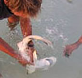 Violent rousing behavior of a shark near a rare-earth magnet. / &copy;: Smart Gear / Michael M. Herrmann