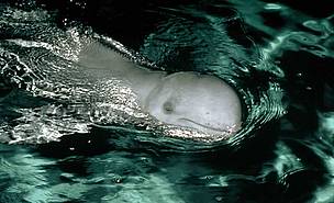 Irrawaddy dolphin, Indonesia. / ©: WWF-Canon / Alain Compost Irrawaddy dolphin, Indonesia. / ©: WWF-Canon / Alain Compost