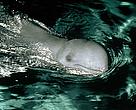 Irrawaddy dolphin, Indonesia.