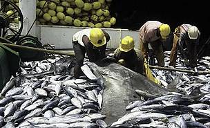 Bycatch of manta ray (Manta birostris) and leatherback turtle (Dermochelis coriacea). French Tuna ... / ©: WWF-Canon / Hélène Petit Bycatch of manta ray (<i>Manta birostris</i>) and leatherback turtle ... / ©: WWF-Canon / Hélène Petit