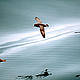 &copy; WWF-Canon / Kevin Schafer