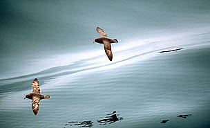 Northern fulmar flying over calm seas Bering Sea, Aleutian Islands, Alaska, United States of ... / ©: WWF-Canon / Kevin Schafer Northern fulmar flying over calm seas Bering Sea, Aleutian Islands, Alaska, United States of ... / ©: WWF-Canon / Kevin Schafer