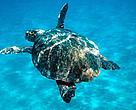 Loggerhead turtle swimming in open sea. Zákinthos, Lagana.