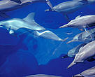 Spinner dolphins ride the bow wave of a ship, Fiji.