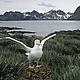 Wandering albatross Prion Island off of South Georgia Island (UK) in the sub-antarctic region. © WWF-Canon / Fritz Pölking