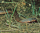 The Kapuas mud snake was discovered in the wetlands and swamped forests in the Heart of Borneo.  

