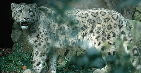Snow leopard (Uncia uncia). / ©: WWF-Canon / Chris Martin BAHR Snow leopard (<i>Uncia uncia</i>). rel=
