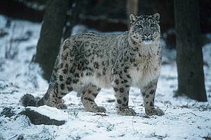 Snow leopards live in mountain steppes and coniferous forest scrub at altitudes ranging from 2000 ... / ©: © WWF-Canon / Martin HARVEY / ©: © WWF-Canon / Martin HARVEY