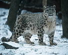 Snow leopards live in mountain steppes and coniferous forest scrub at altitudes ranging from 2000 to 6000 meters.