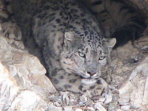 Snow leopard in Altai Sayan / ©: D.Tseveenravdan / WWF Mongolia Snow leopard in Altai Sayan / ©: D.Tseveenravdan / WWF Mongolia
