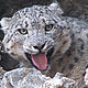Snow leopard in Altai Sayan © D.Tseveenravdan / WWF Mongolia
