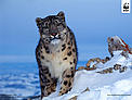 Snow leopard (Uncia uncia) in winter. / ©: Klein & Hubert / WWF Snow leopard (Uncia uncia) in winter. / ©: Klein & Hubert / WWF