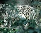 Sightings of snow leopard (<I>Uncia uncia</I>) and other wildlife have increased in the Kanchenjung Conservation Area.<BR>